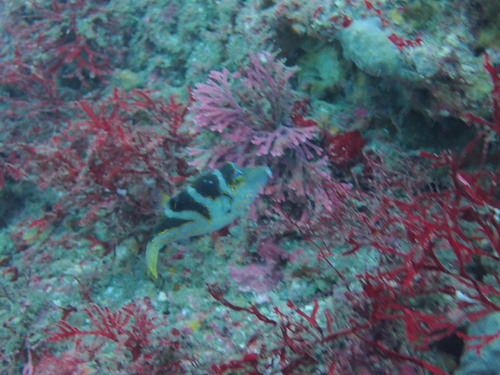 Canthigaster axiologus observed 2026-09-26