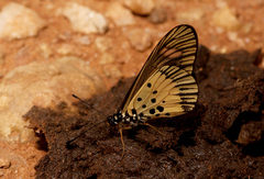 Acraea penelope