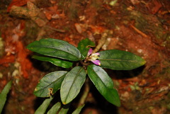 Polygala arcuata