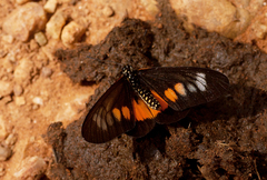 Acraea penelope