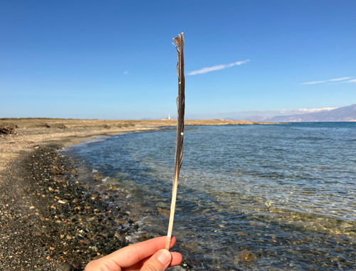 Plume de Héron pourpré