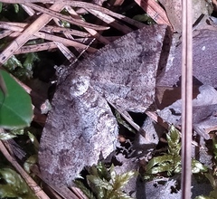 Paradarisa consonaria