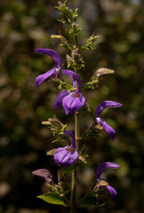 Brillantaisia cicatricosa