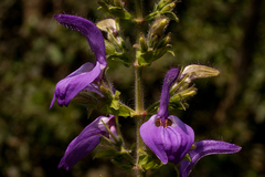 Brillantaisia cicatricosa