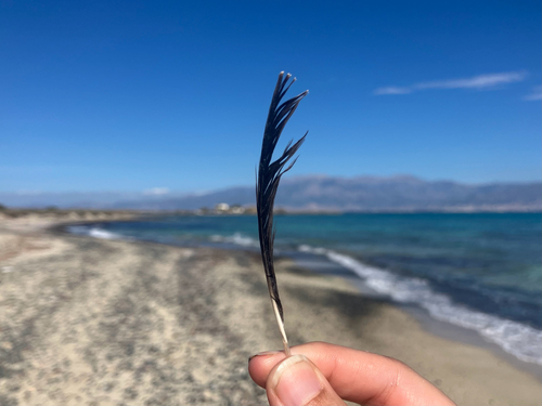Plume de Blongios nain