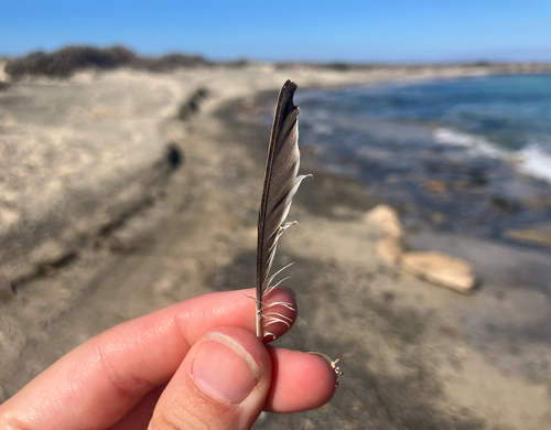 Plume de Pipit des arbres