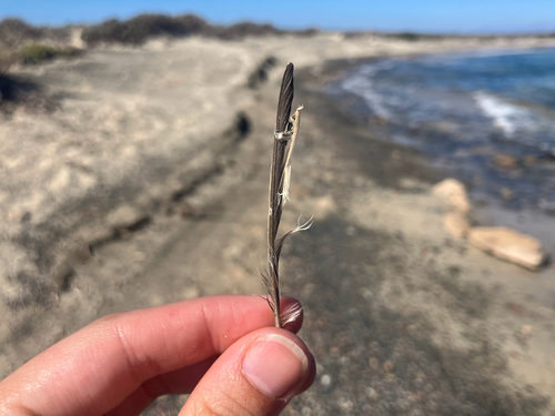 Plume de Alouette calandrelle