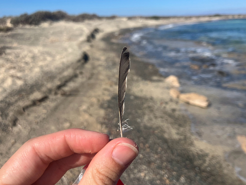 Plume de Tarier des prés