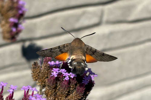 Eurasian Hummingbird Hawkmoth