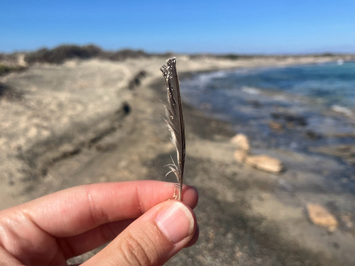 Plume de Pipit des arbres