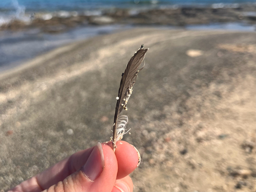 Plume de Bergeronnette printanière