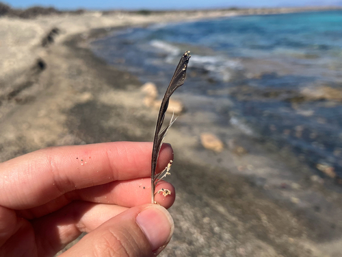 Plume de Fauvette grisette