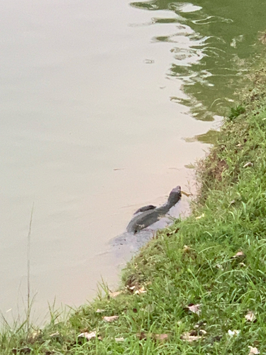 Common Water Monitor