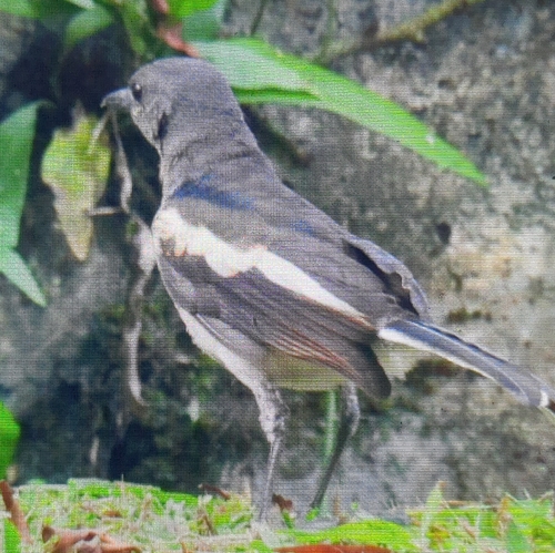 Oriental Magpie-Robin