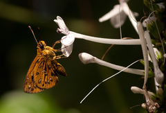 Ceratrichia mabirensis