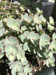 Hylotelephium sieboldii