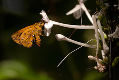 Ceratrichia mabirensis