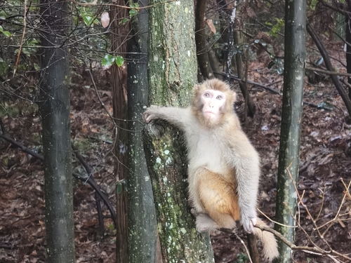 Rhesus Macaque