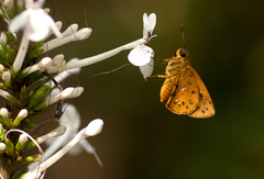 Ceratrichia mabirensis
