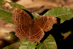 Junonia gregorii