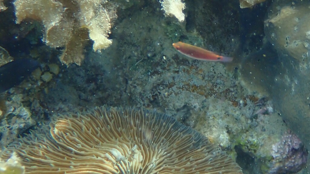 Blue-scaled Fairy Wrasse