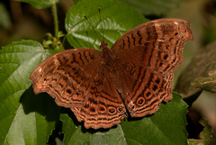 Junonia gregorii