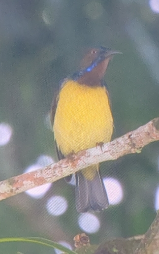 Brown-throated Sunbird