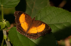 Junonia terea