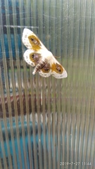 Problepsis phoebearia