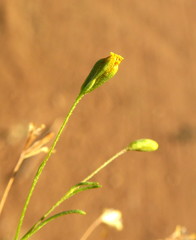 Schkuhria pinnata image