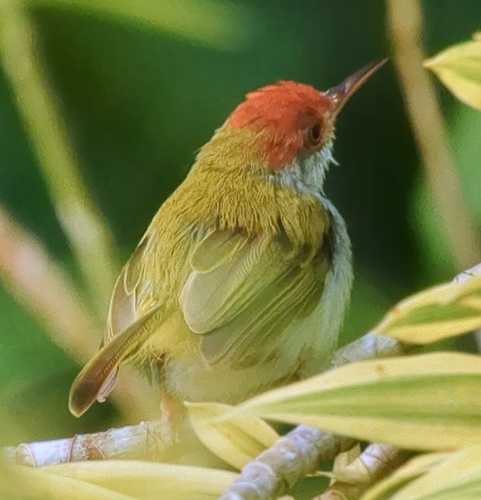 Dark-necked Tailorbird