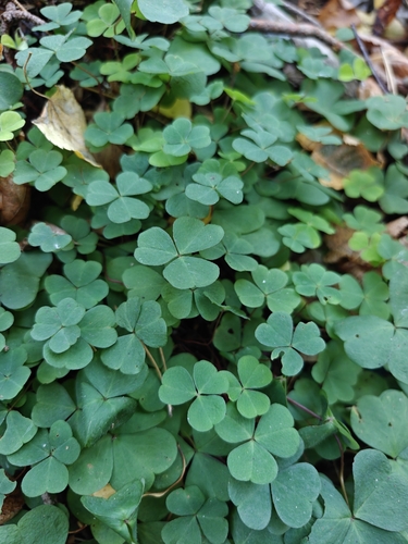 Наблюдение на iNaturalist