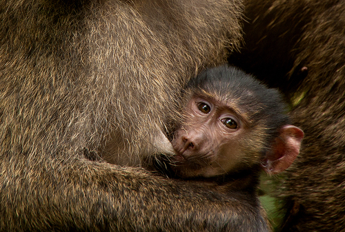 Olive Baboon