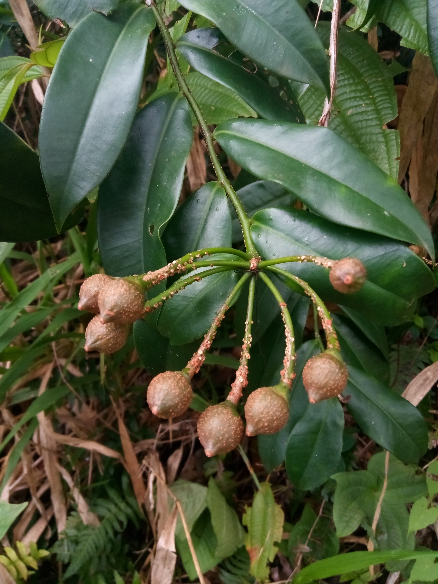 Marcgravia rectiflora