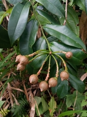 Marcgravia rectiflora