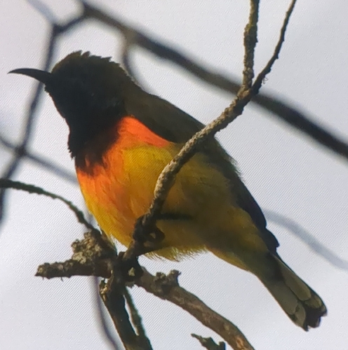 Ornate Sunbird