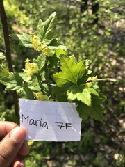 Ribes alpinum