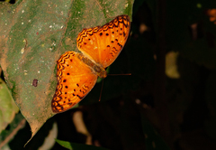 Phalanta eurytis eurytis