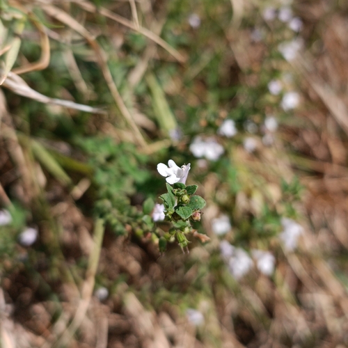 Lesser Calamint