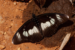 Pseudacraea lucretia
