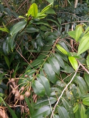 Marcgravia rectiflora