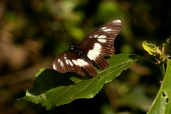 Pseudacraea lucretia