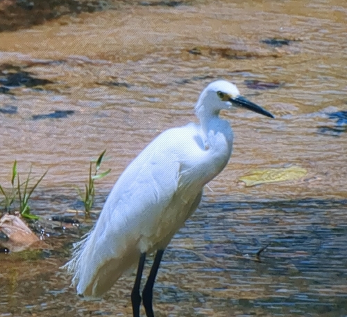 Little Egret
