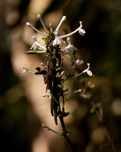 Pseuderanthemum ludovicianum