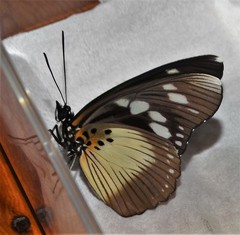 Pseudacraea lucretia tarquinea