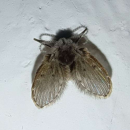 Bathroom Moth Fly