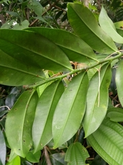 Marcgravia rectiflora