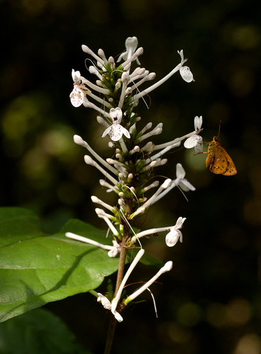 Pseuderanthemum ludovicianum image