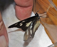 Pseudacraea lucretia tarquinea