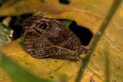 Ypthima albida